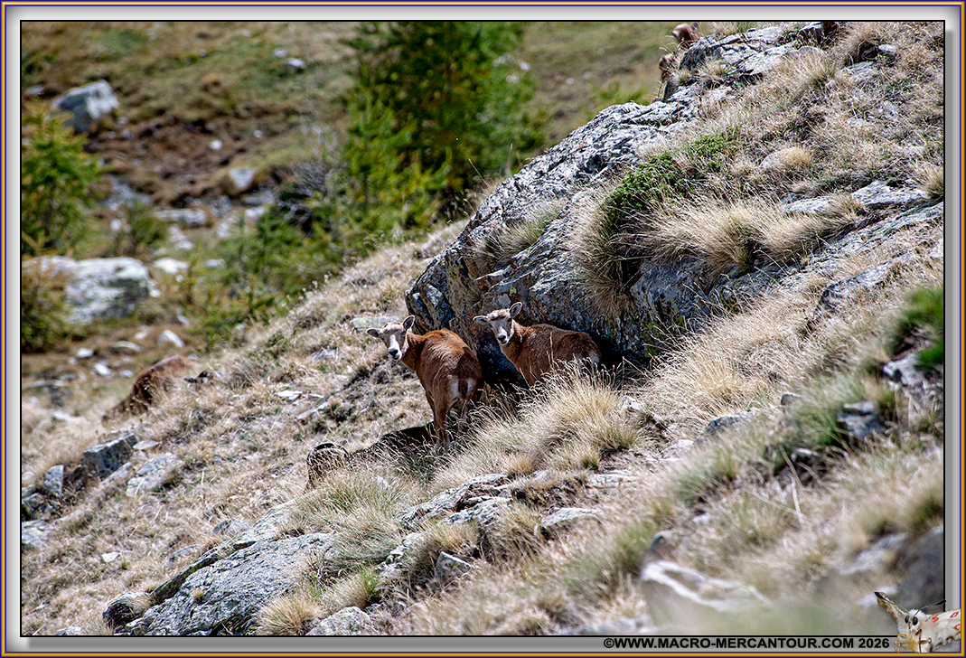 MOUFLONS
